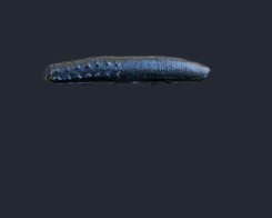 2.75' Ned Rig - 6 Pack