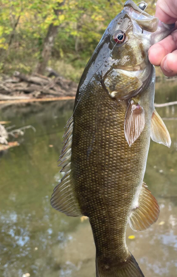 Smallmouth Bass