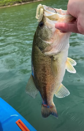 Largemouth Bass