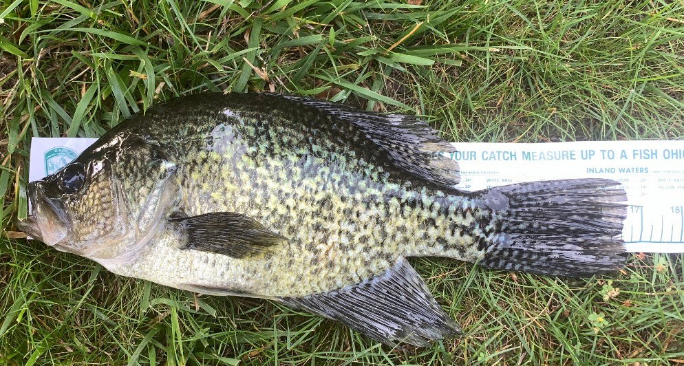 Panfish