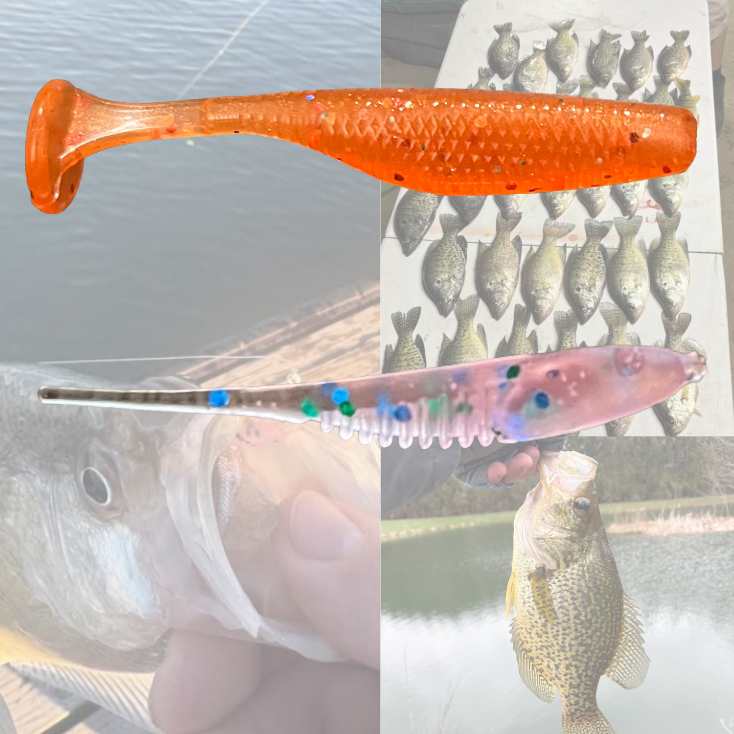 Panfish