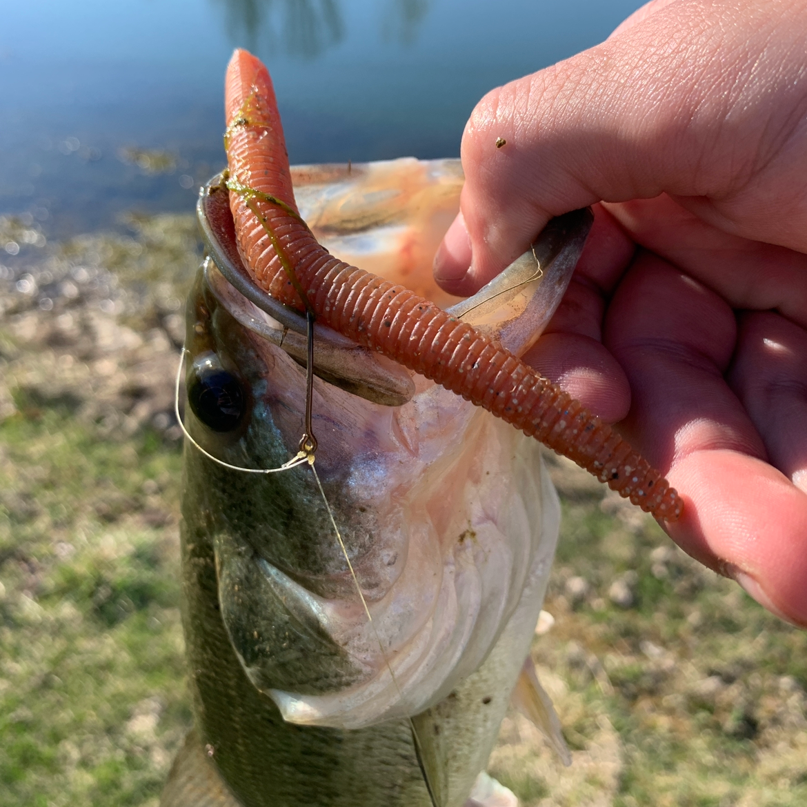 5' Trick Stick - 5 Pack
