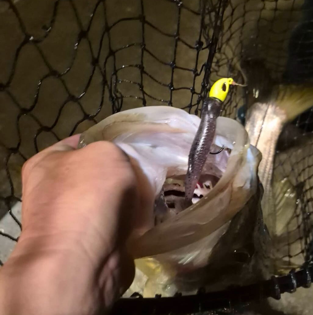 4.75' Dart Swimbait - 4 Pack