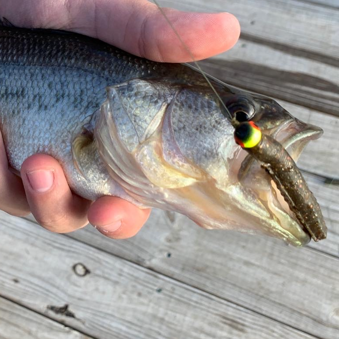 2.75' Ned Rig - 6 Pack