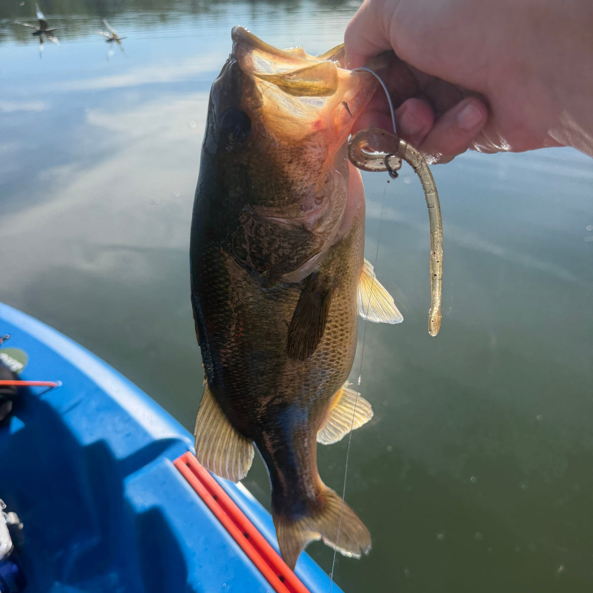 6' Noodle Worm - 6 Pack