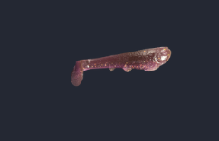 5' Bruiser Swimbait - 2 Pack